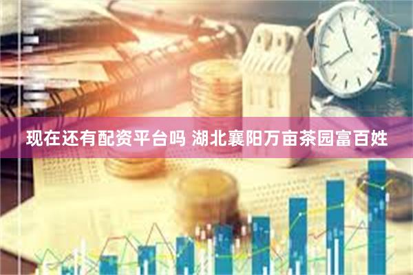 现在还有配资平台吗 湖北襄阳万亩茶园富百姓