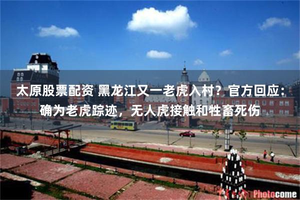 太原股票配资 黑龙江又一老虎入村？官方回应：确为老虎踪迹，无人虎接触和牲畜死伤